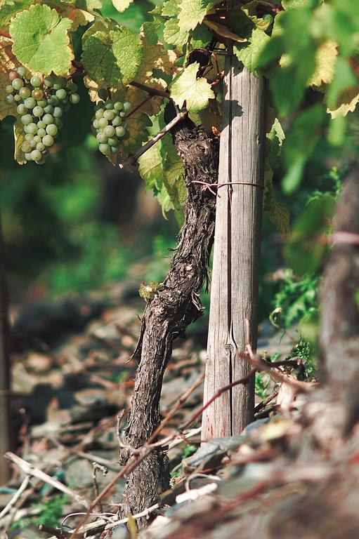 Pension Und Weingut Moselblick برونبيبيرغ المظهر الخارجي الصورة